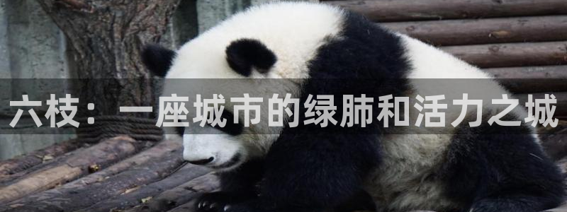 凯捷体育招商：六枝：一座城市的绿肺和活力之城