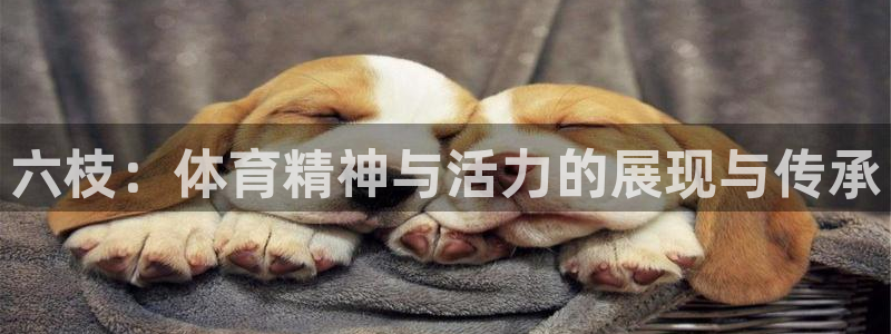 凯捷体育集团官网首页：六枝：体育精神与活力的展现与传
